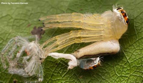 how often do spiders molt